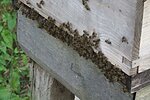 New Bee Keeper Courses