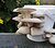 Edible Mushroom Growing 
