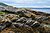 Arran - Corrie and Lochranza