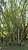 Coppicing Woodland Management