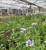 Wendling Beck Market Garden Tour + Welcome drink 