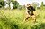 Introduction to Scything