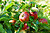 Fruit Tree Grafting 